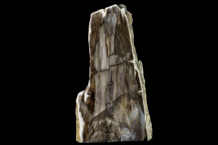 Free-Standing, Polished, Petrified Wood (Metasequoia) - Oregon #152419